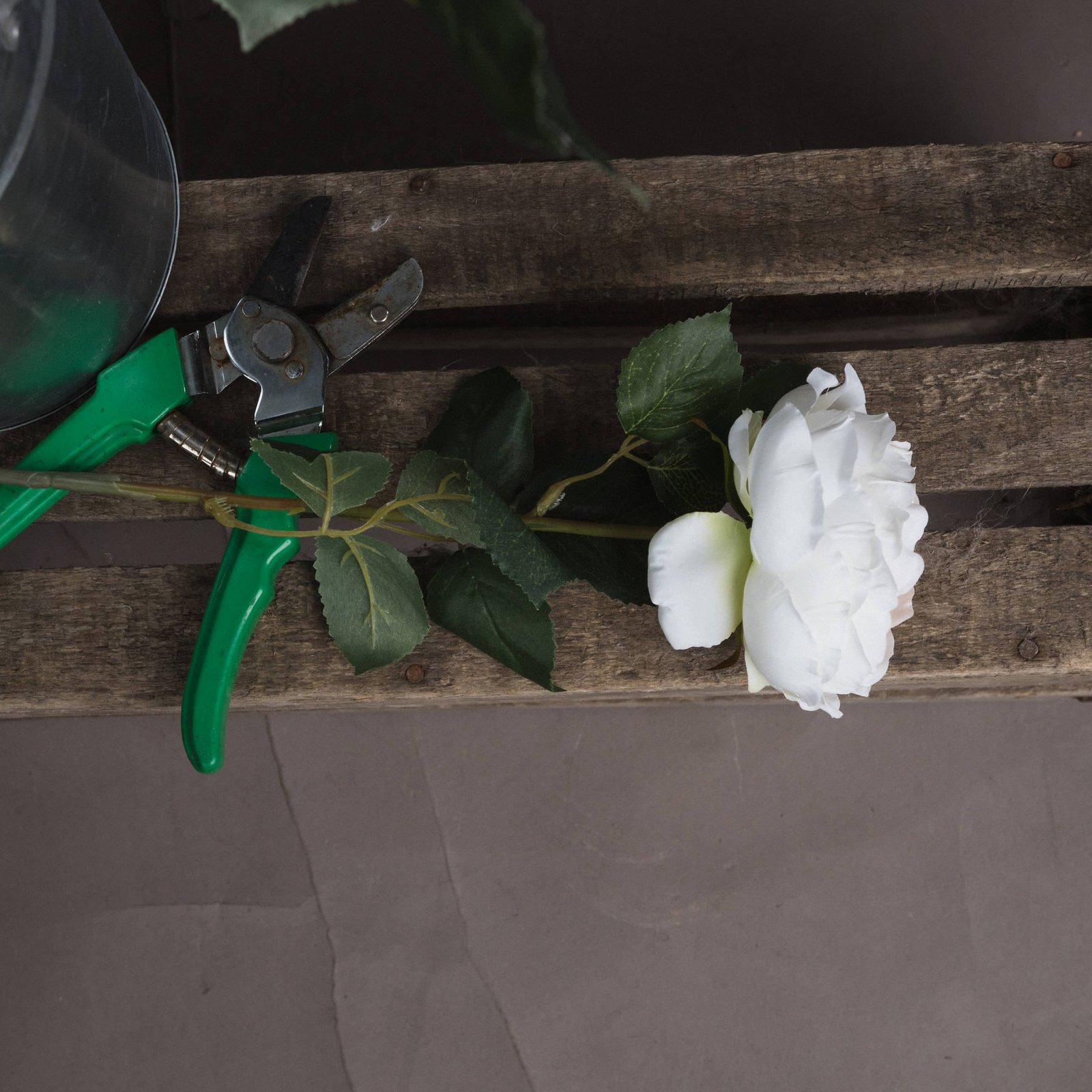 Blush Garden Rose Stem - Image 2