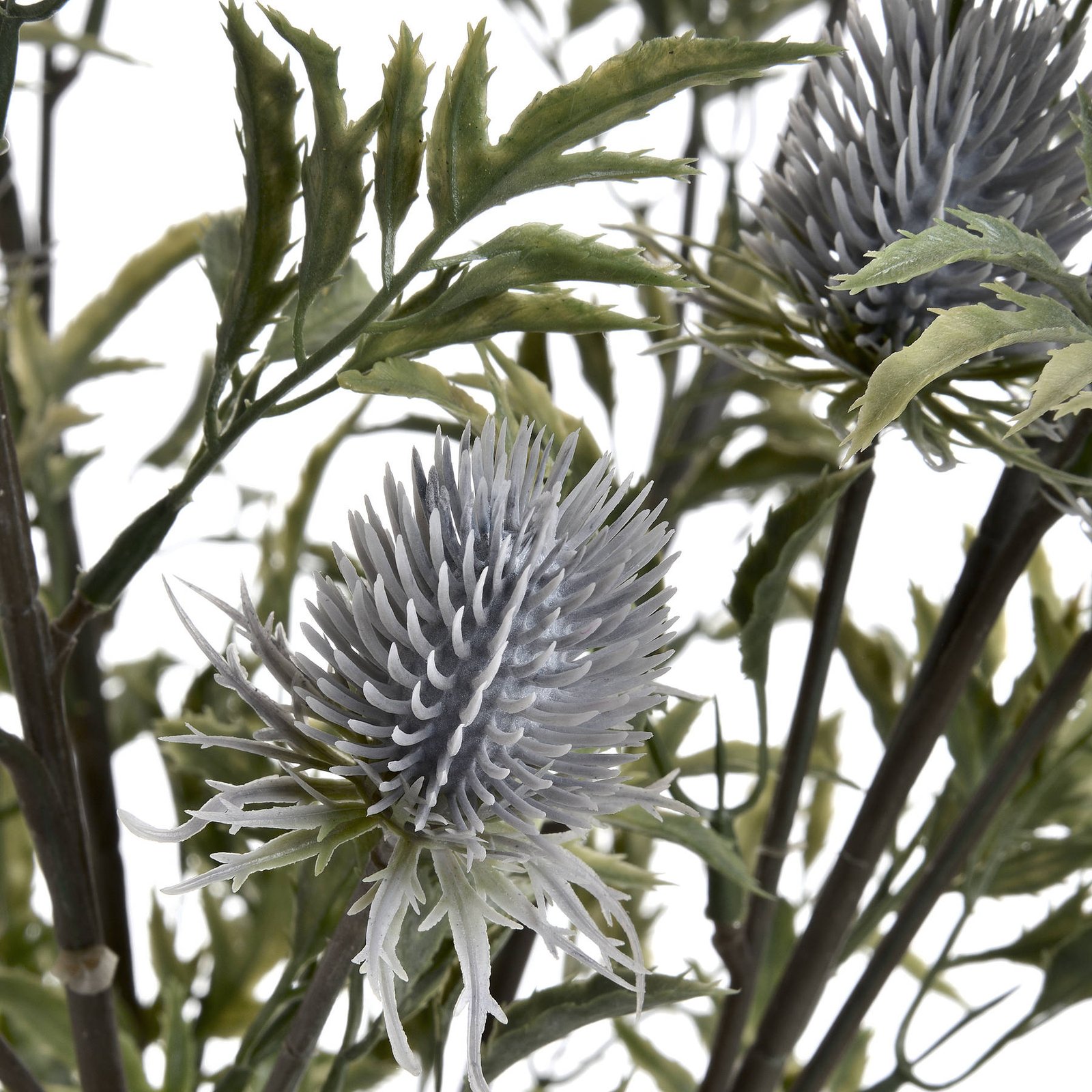 Blue Eryngium Thistle Stem - Image 5