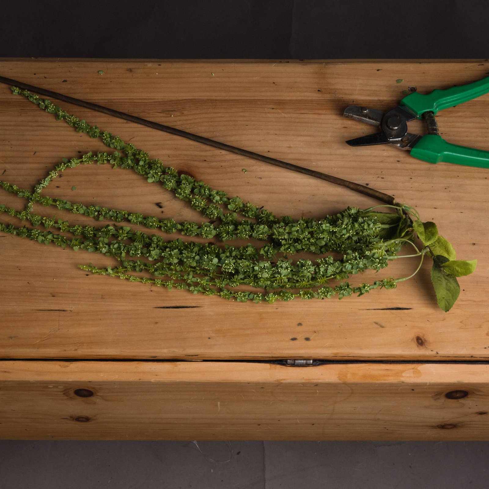 Green Amaranthus Trailing Stem - Image 2