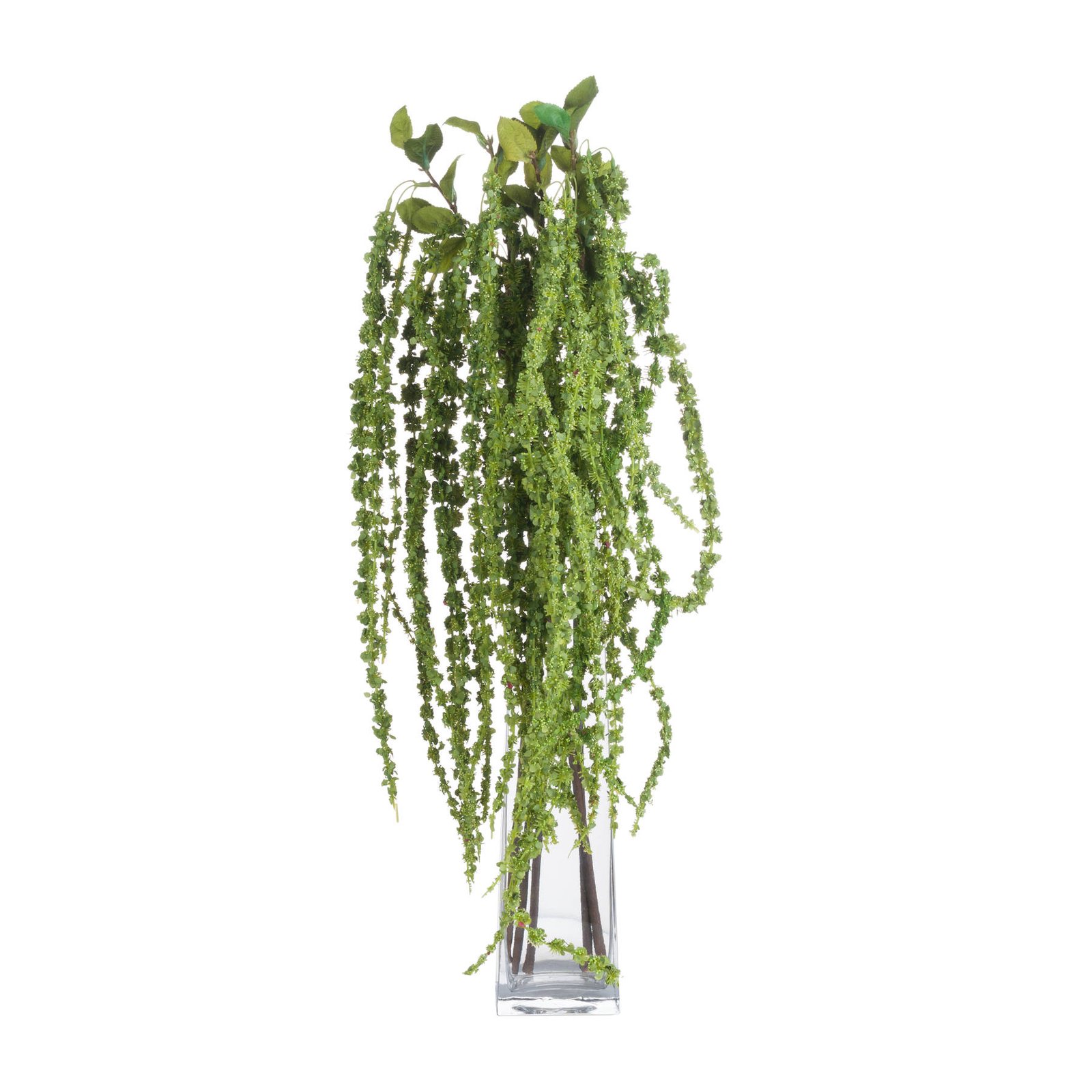 Green Amaranthus Trailing Stem - Image 4