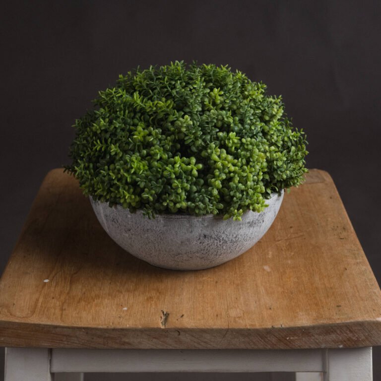 natural small hebe globe pot