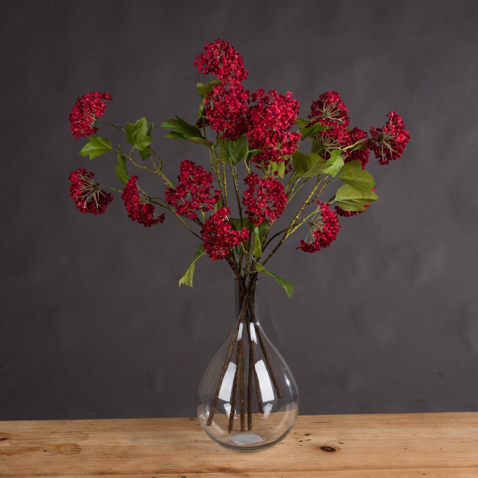 Red Viburnum Stem