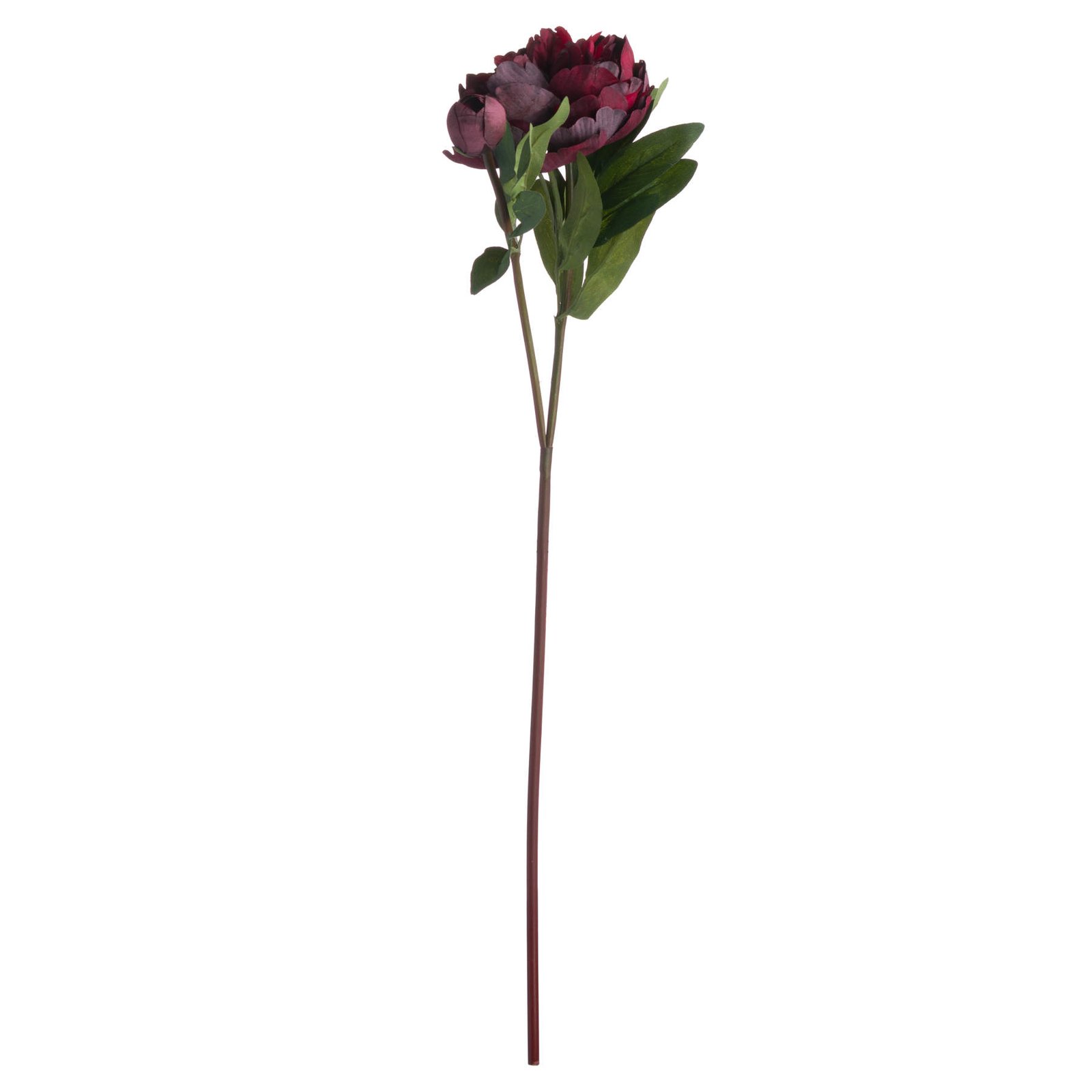 Burgundy Peony Rose Stem - Image 4