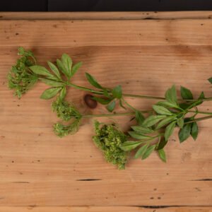 Cow Parsley Ammi Stem