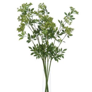 Cow Parsley Ammi Stem