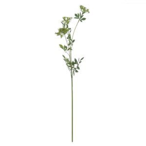 Cow Parsley Ammi Stem