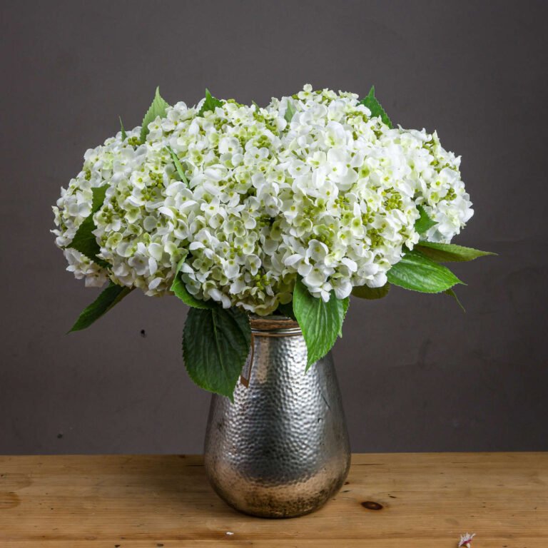 white hydrangea bloom