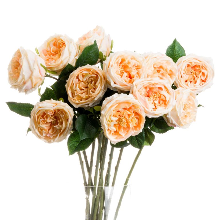 butter butter portland rose