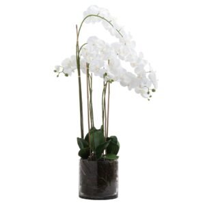 white large white tall orchid in glass pot