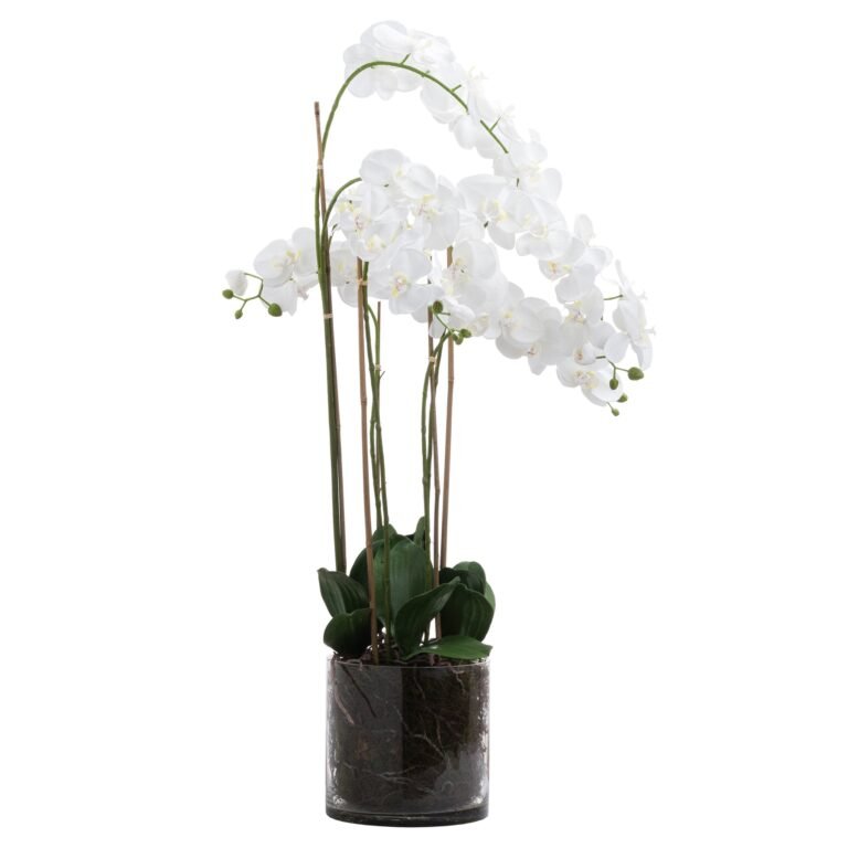 white large white tall orchid in glass pot