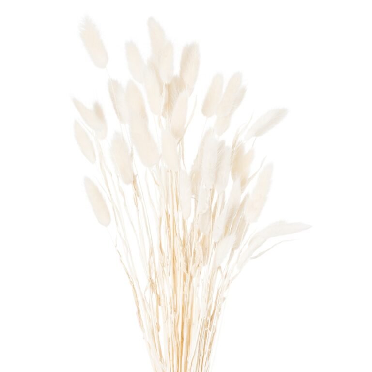 white dried white bunny tail bunch of 60