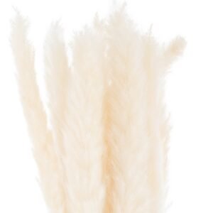white mini white pampas grass bunch of 15