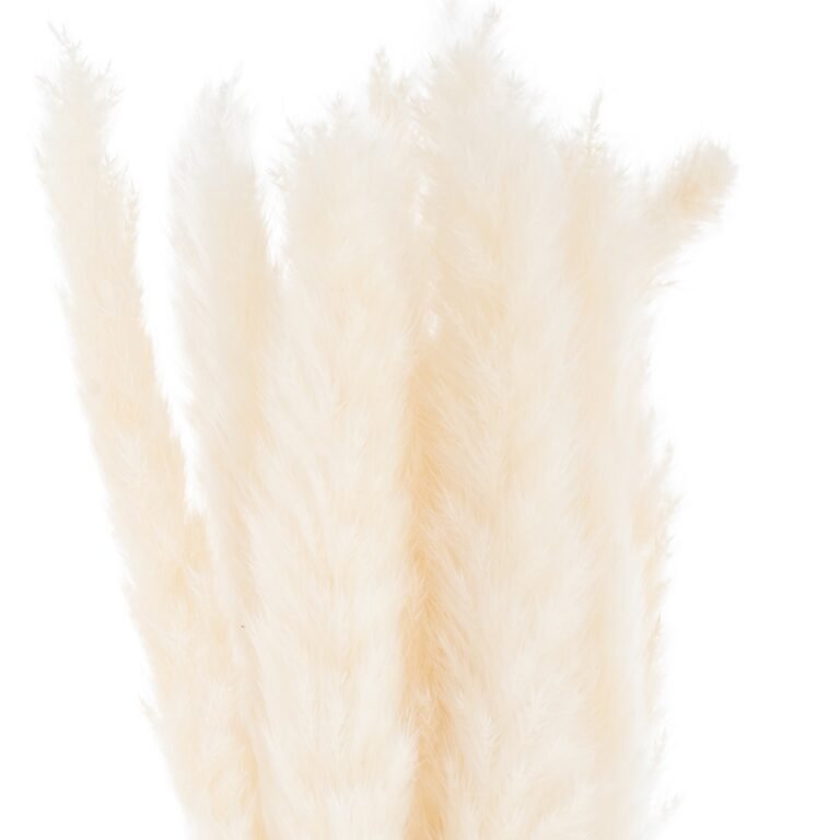 white mini white pampas grass bunch of 15