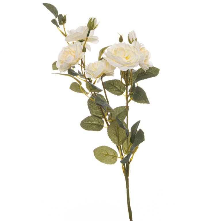 white soft white cottage rose stem