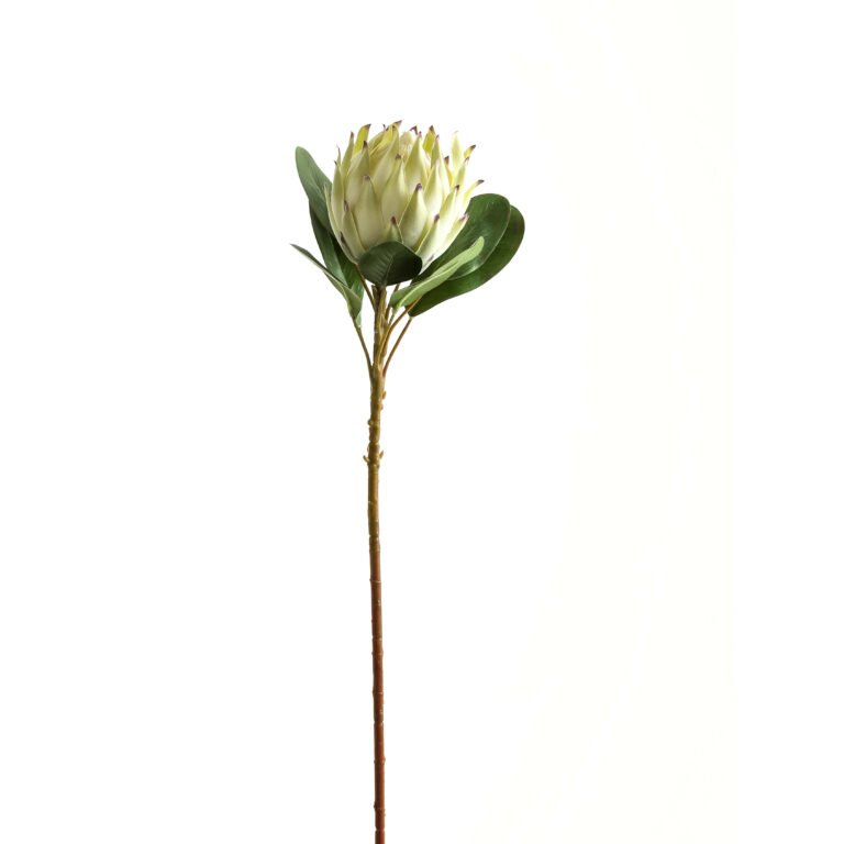 white large white protea
