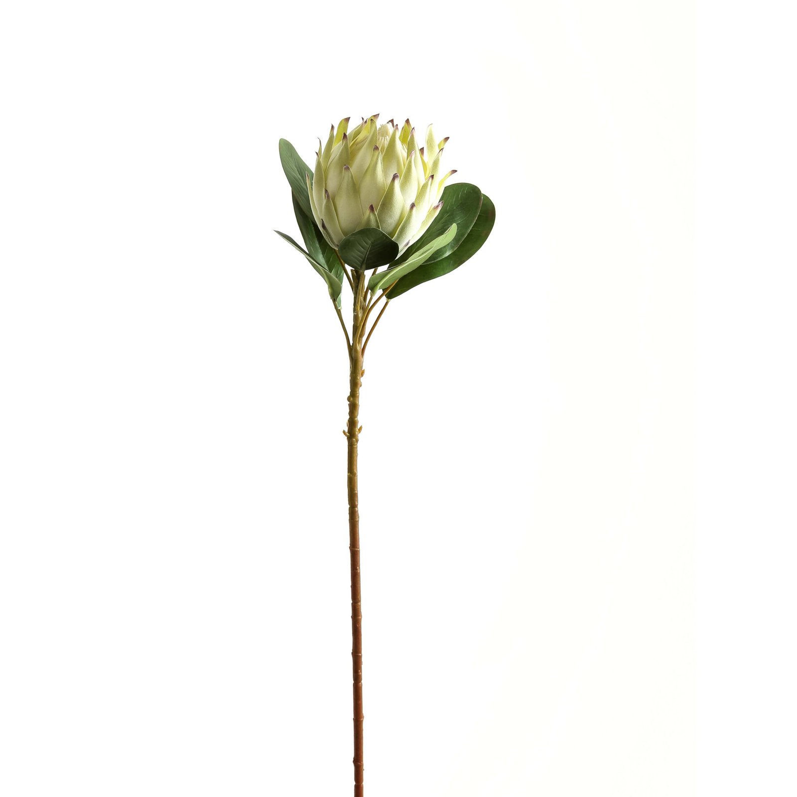 white large white protea