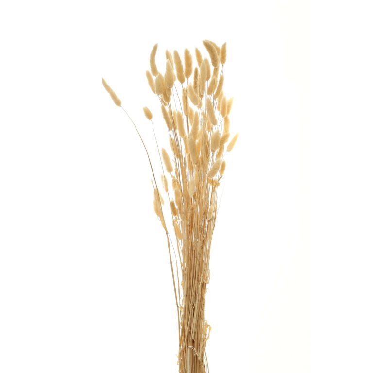 natural bouquet of tall bunny tails