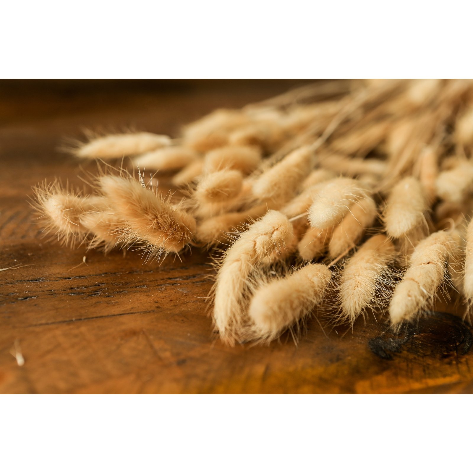 Bouquet of Tall Bunny Tails - Image 4