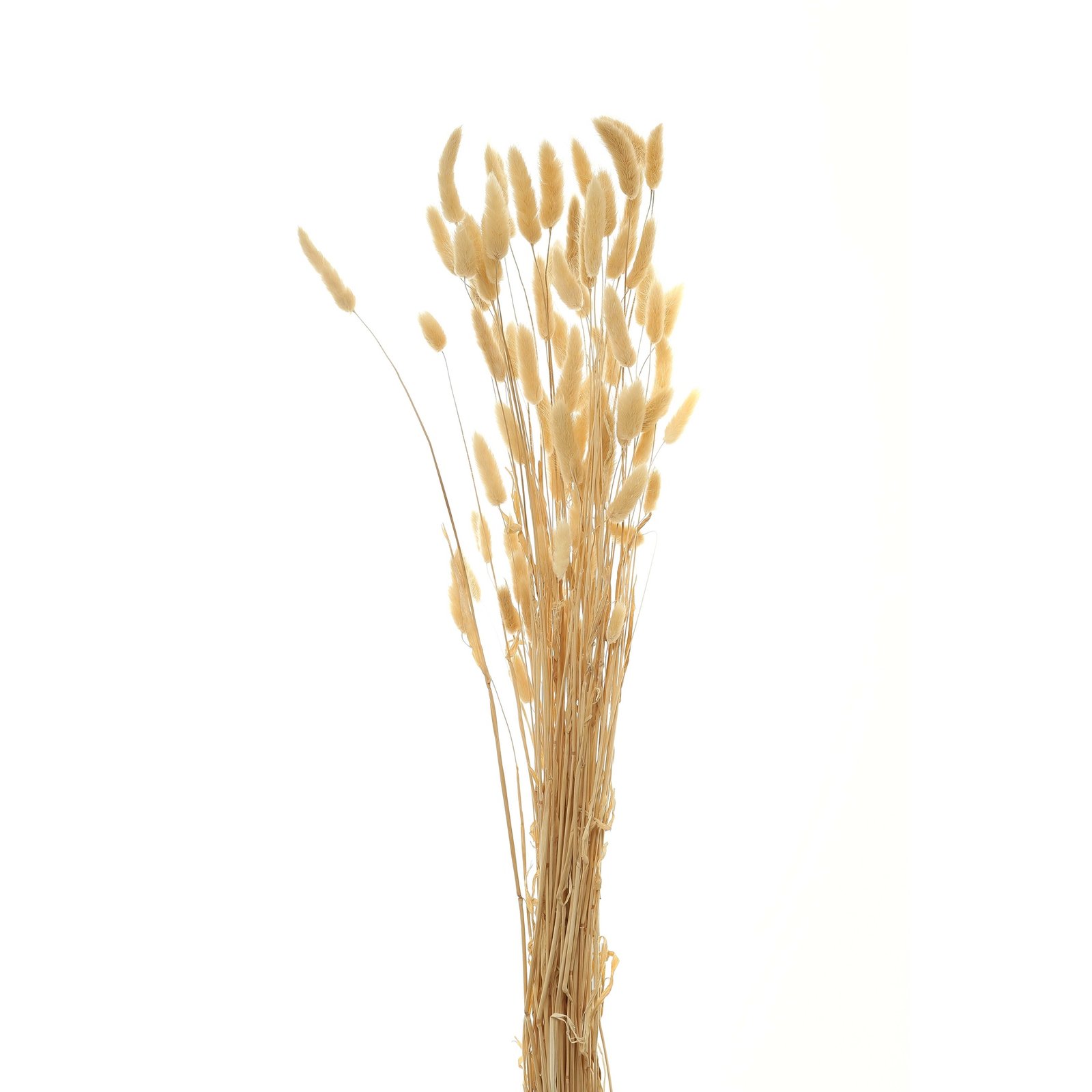 natural bouquet of tall bunny tails
