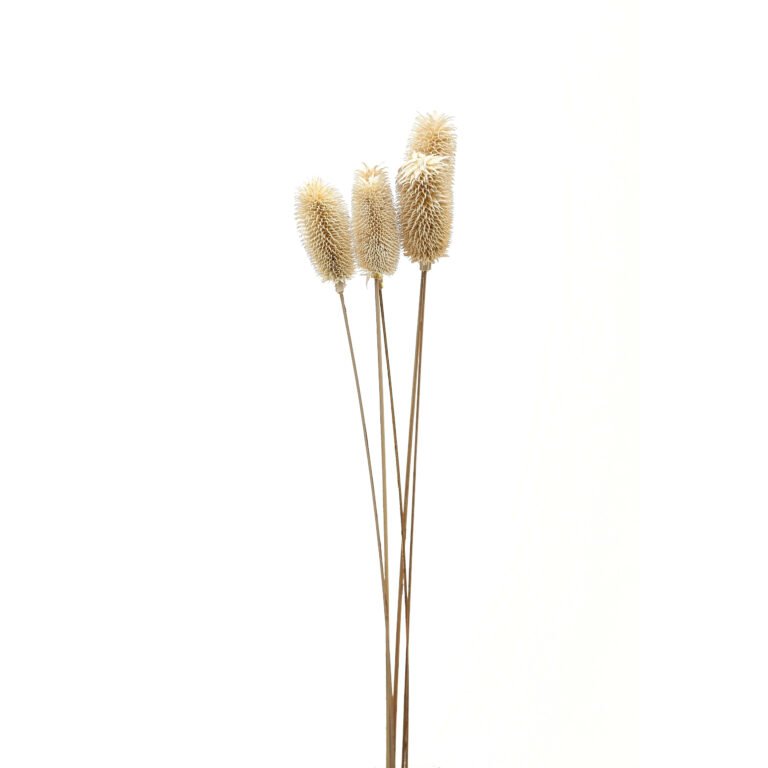 natural bouquet of dried tall thistle