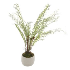 white white potted boston fern