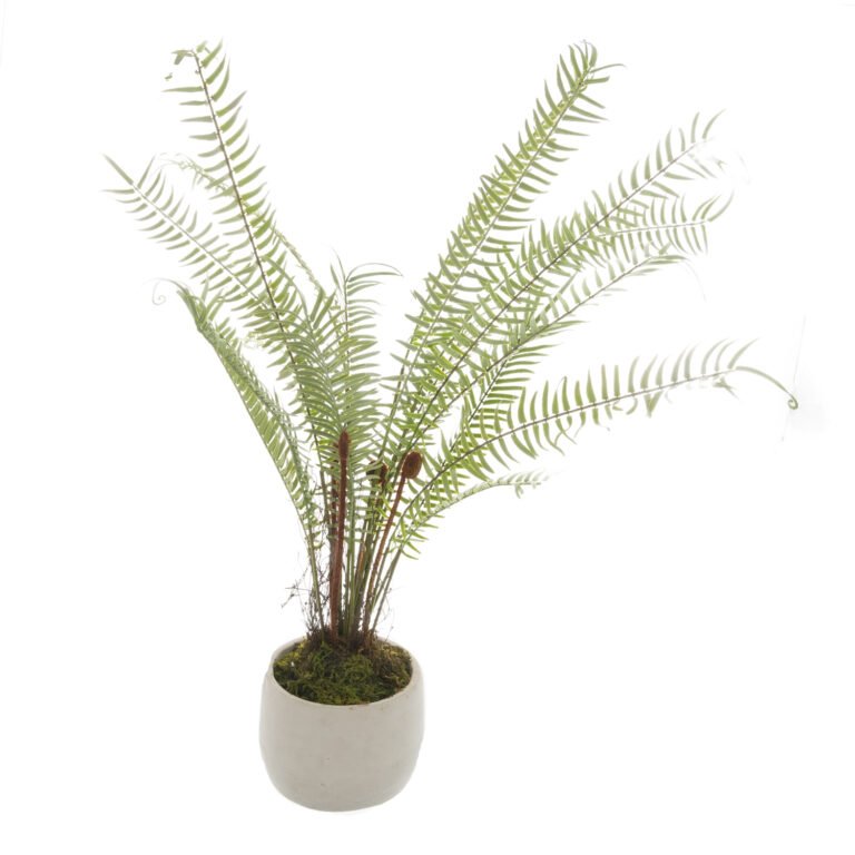 white white potted boston fern