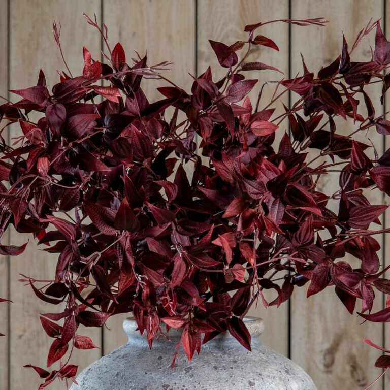 burgundy ornamental burgundy leaf