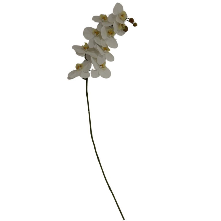 white tall white butterfly orchid stem
