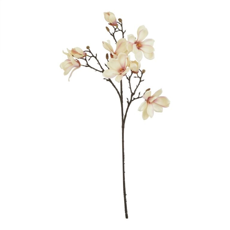 pale apricot pale apricot magnolia stem