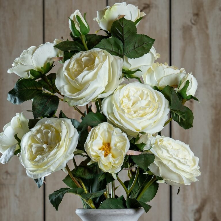 white white charity rose
