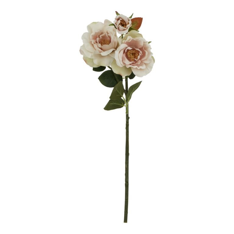 palest blush palest blush tea rose