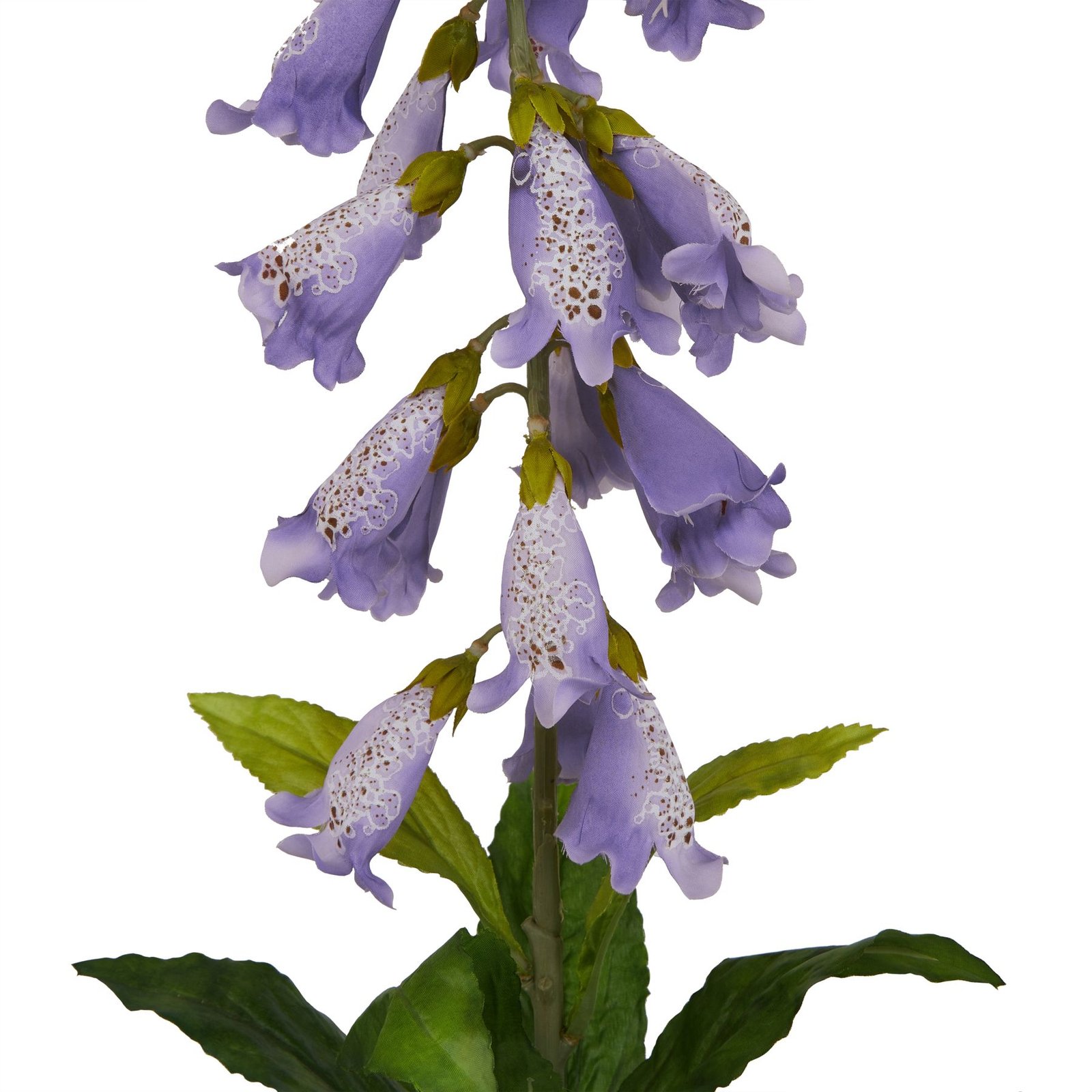 Mauve Foxglove - Image 2