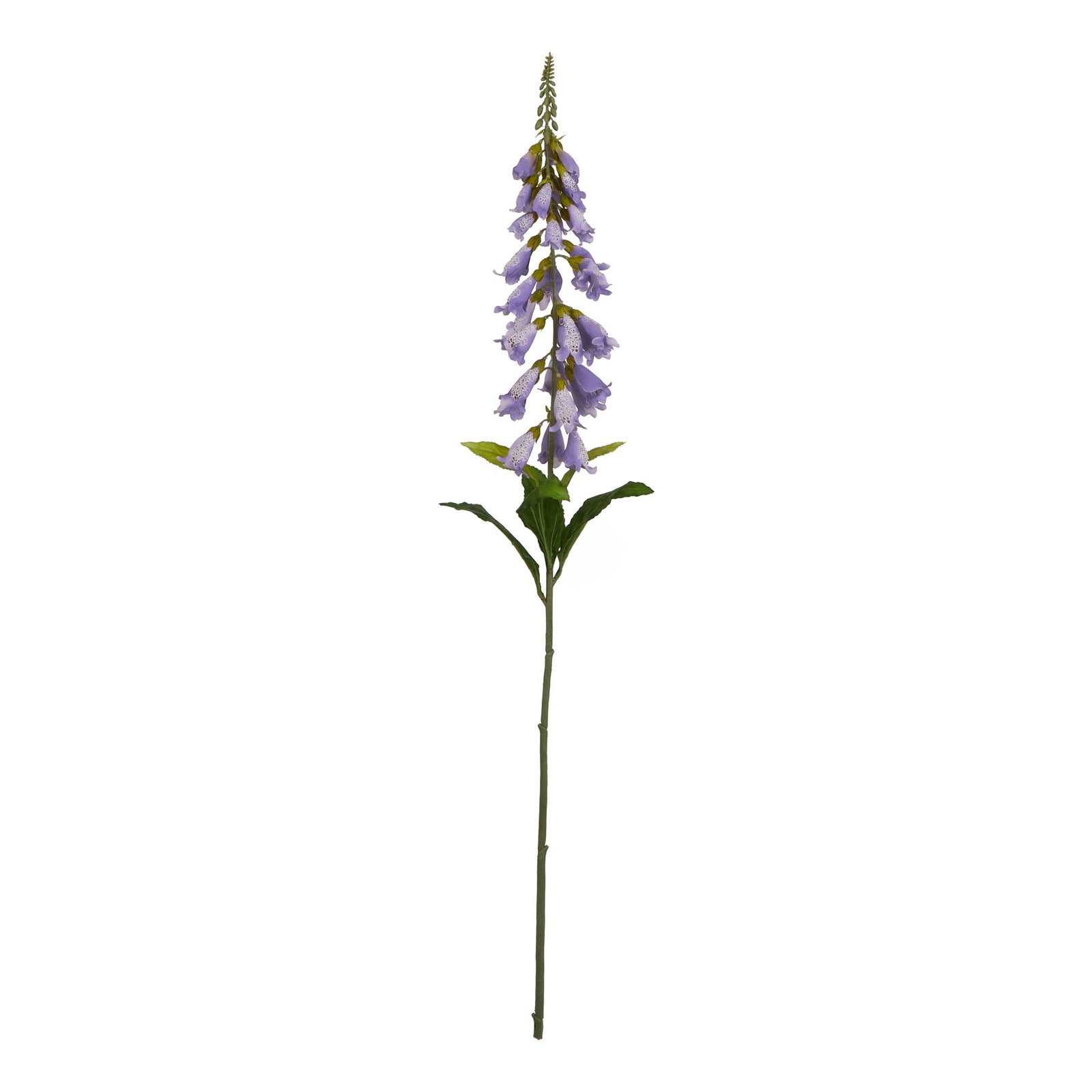 mauve mauve foxglove