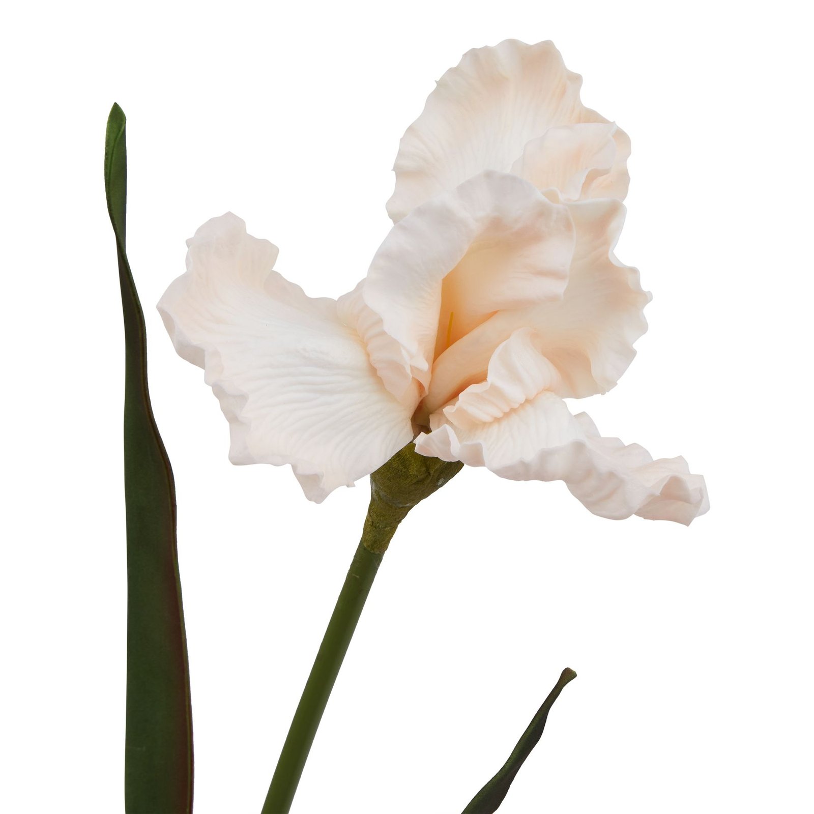 Pale Apricot Fringed Iris - Image 2