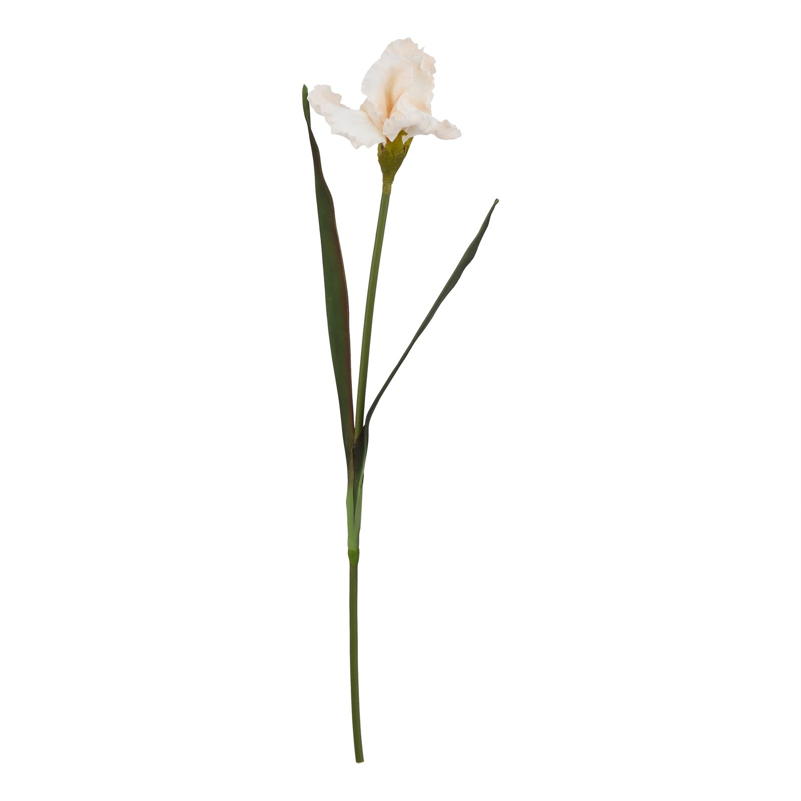 Pale Apricot Fringed Iris - Image 3