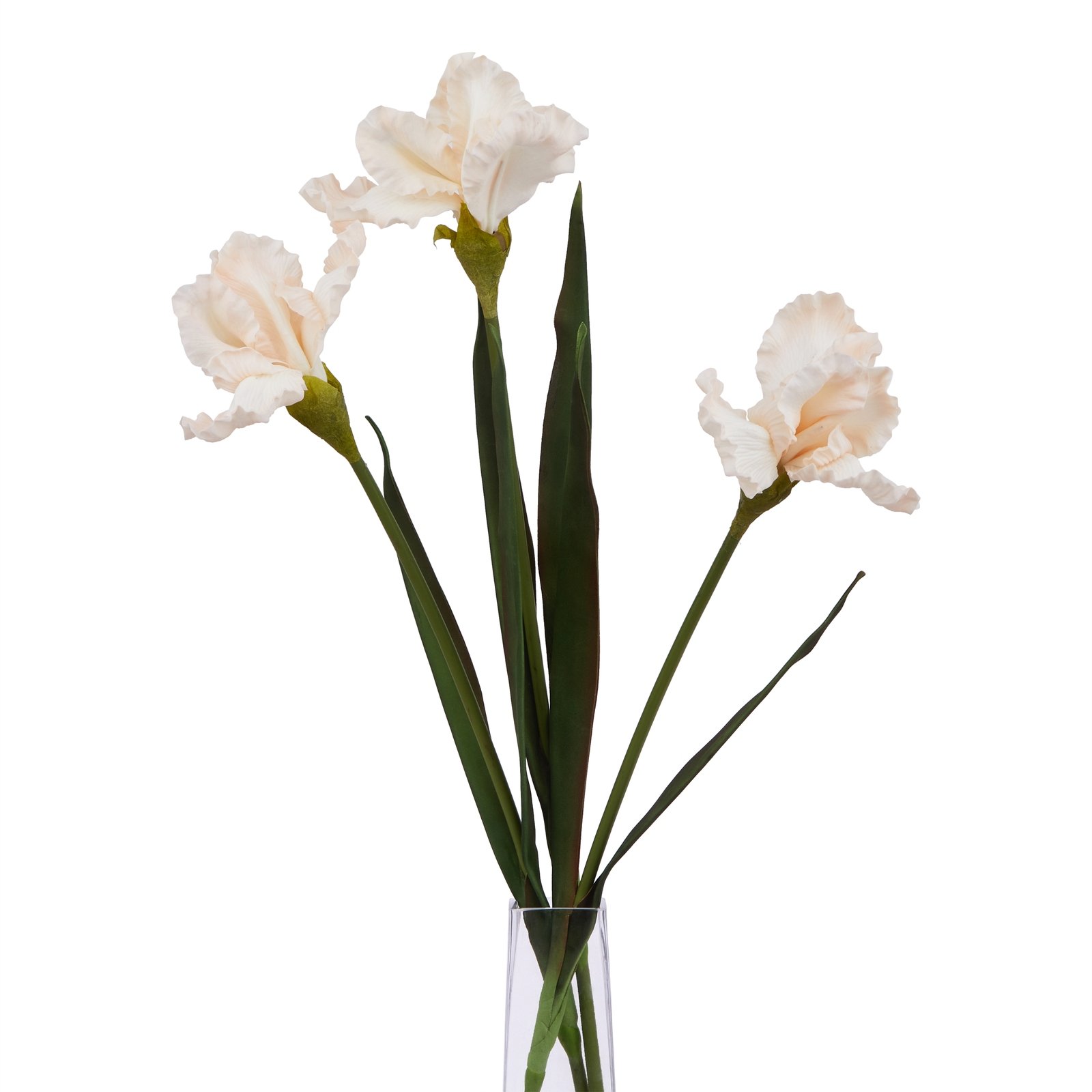 Pale Apricot Fringed Iris - Image 5