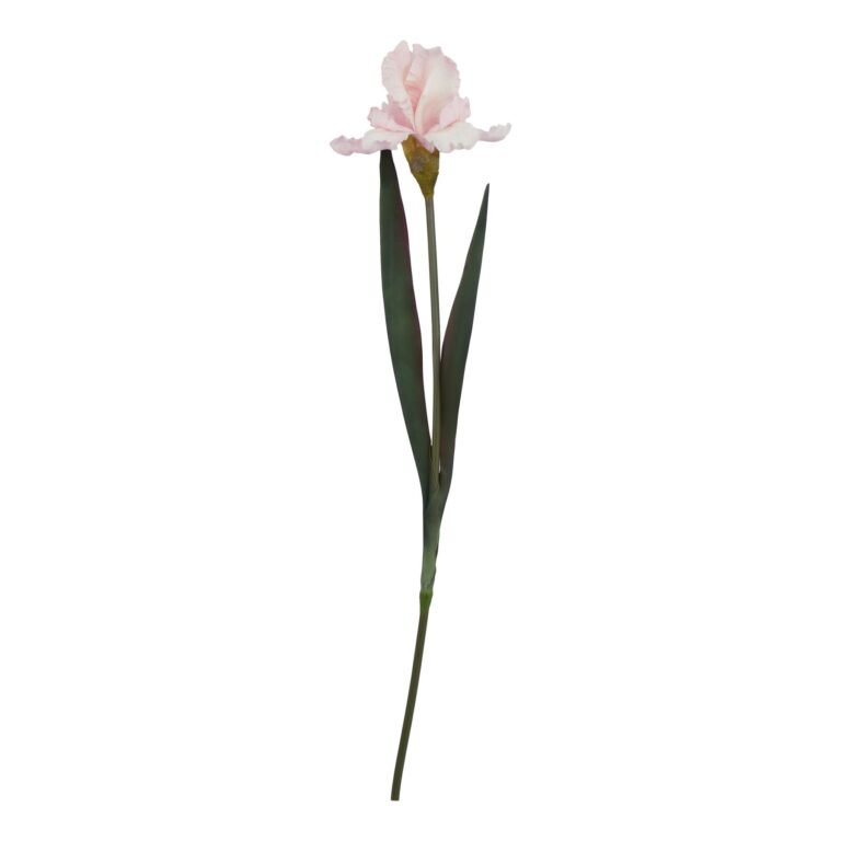 pale pink pale pink fringed iris