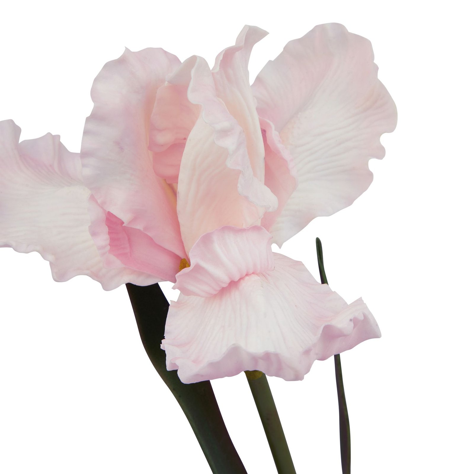 Pale Pink Fringed Iris - Image 2