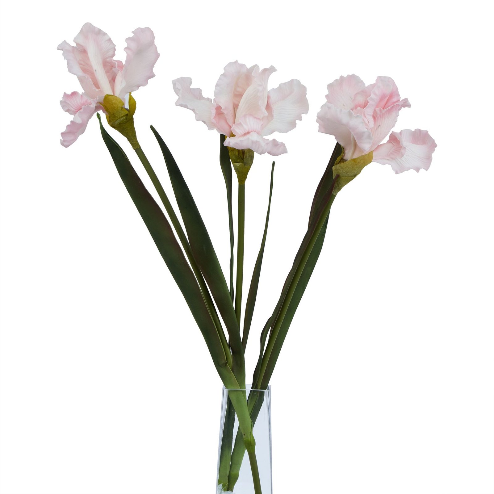 Pale Pink Fringed Iris - Image 3