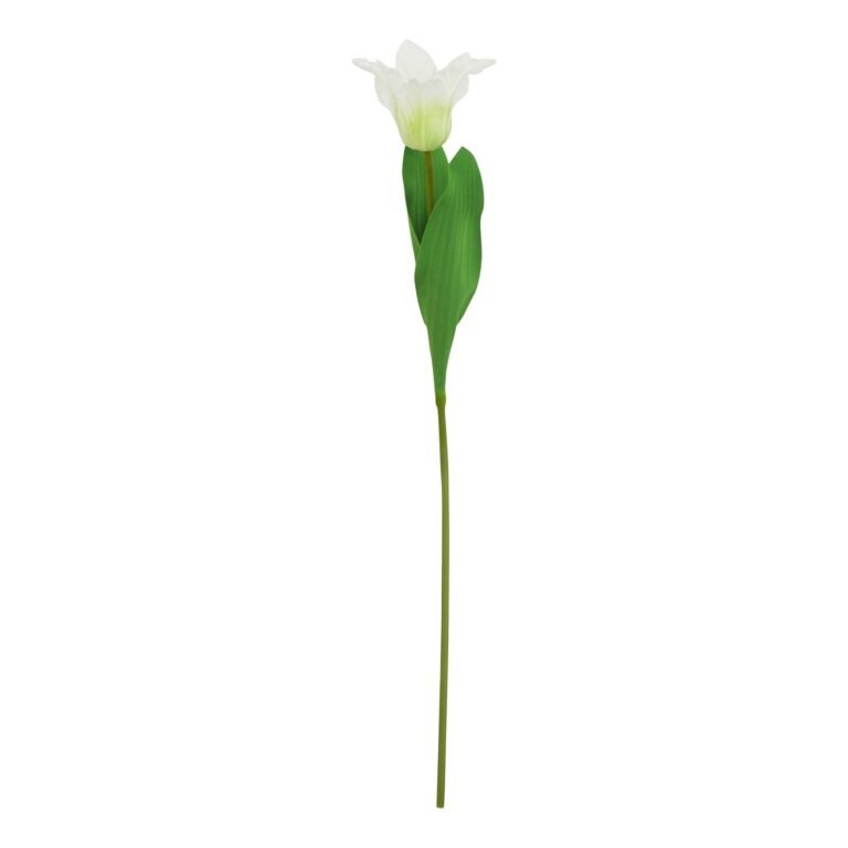 white white parrot tulip