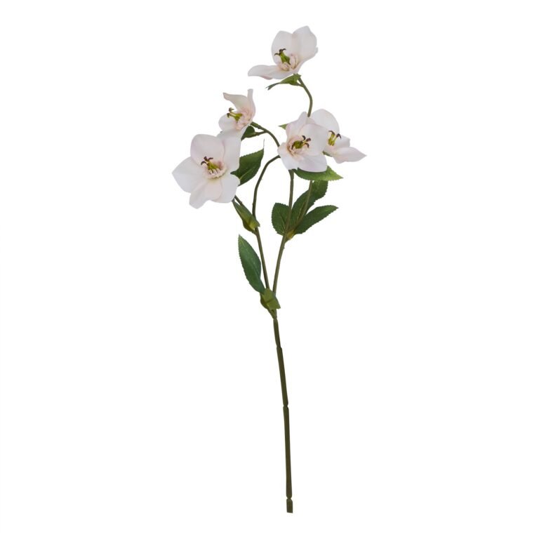 pale apricot pale apricot hellebore