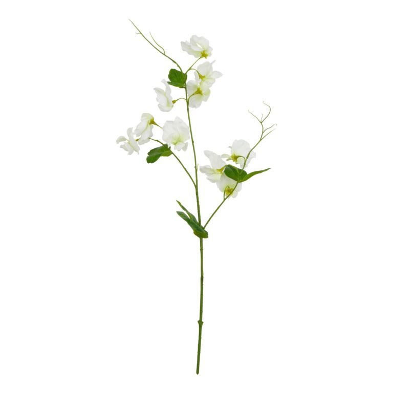 white white sweetpea stem