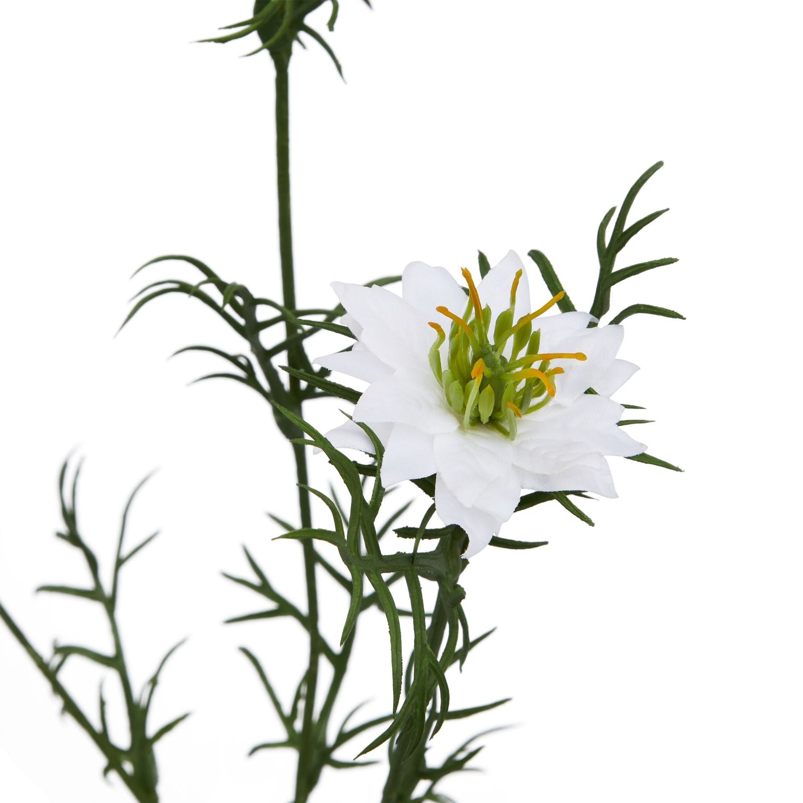 White Nigella Love In A Mist - Image 2