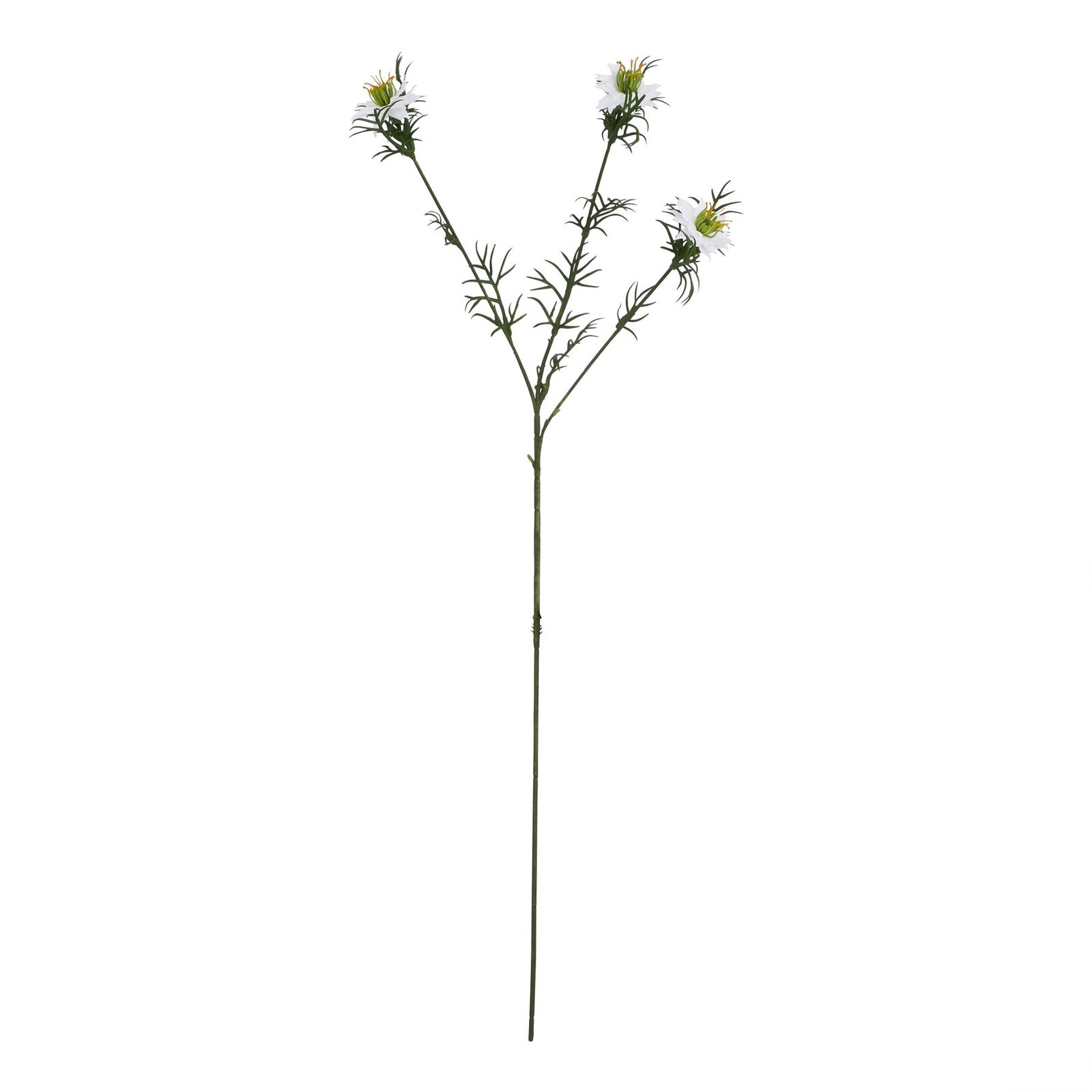 white white nigella love in a mist