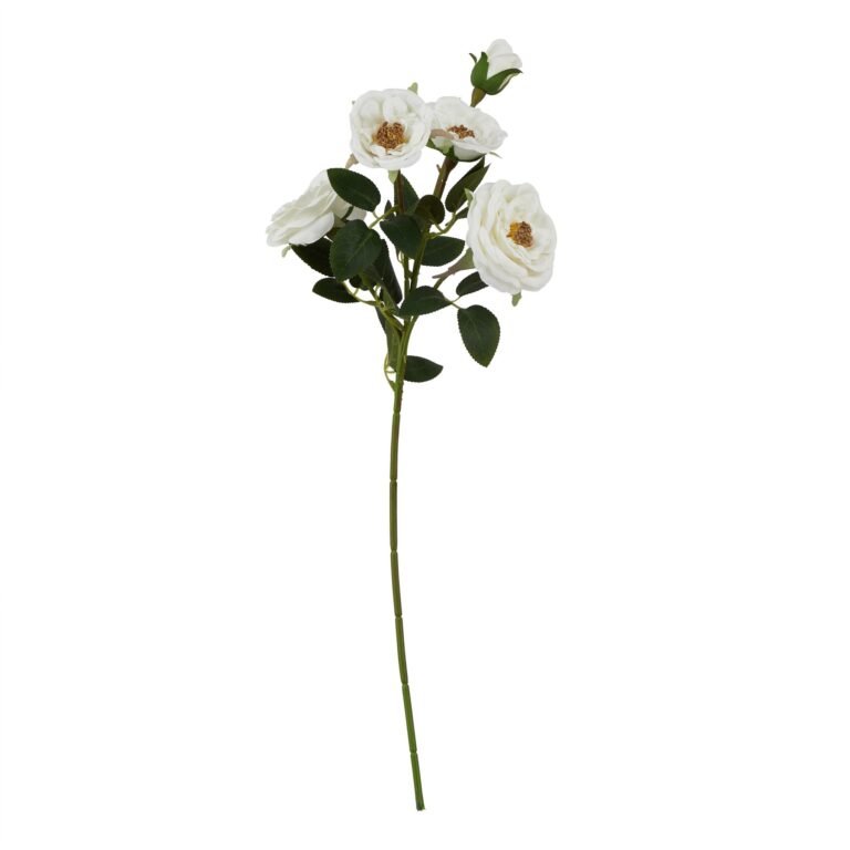 white white hedge rose stem product image