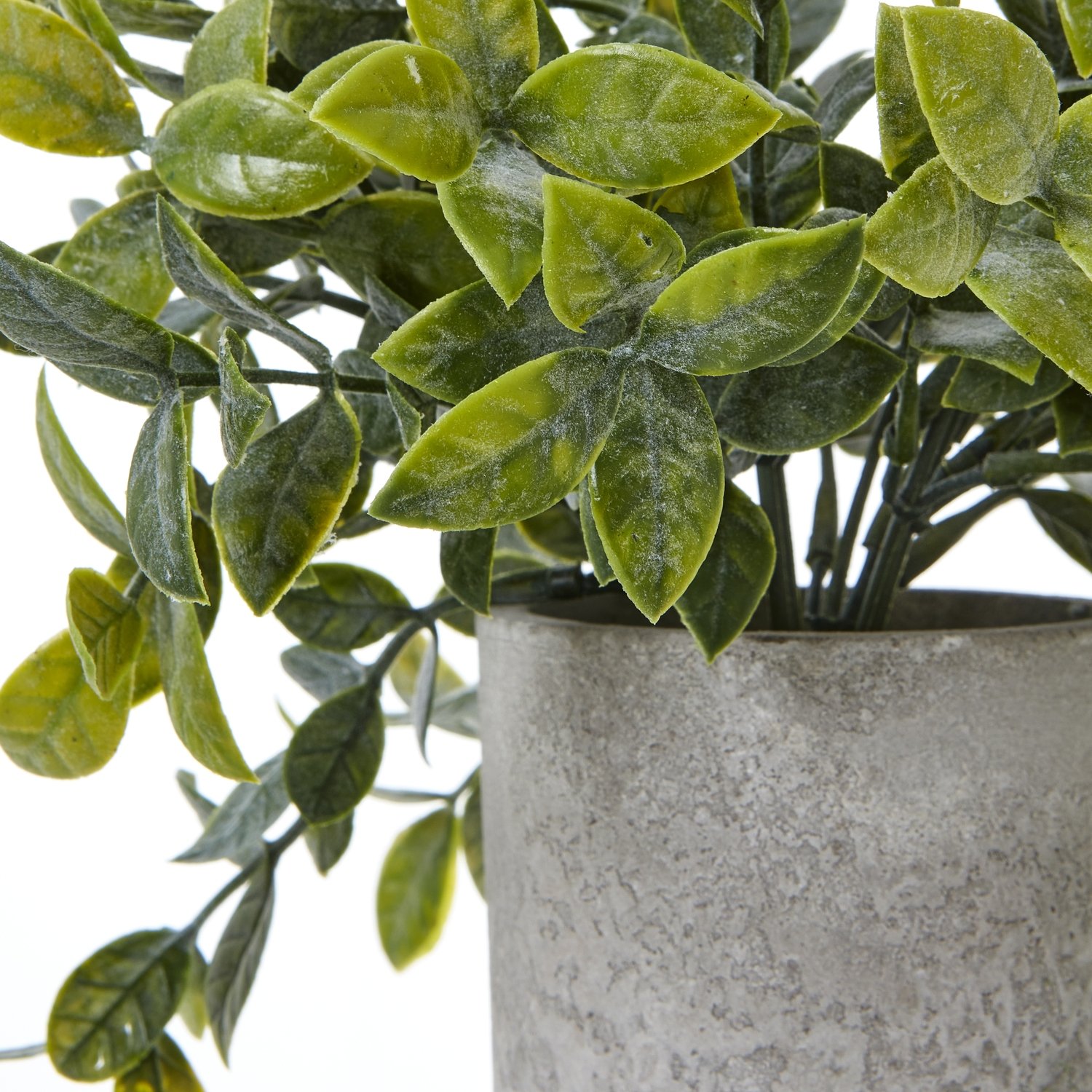 Small Box Plant In Grey Pot - Image 2