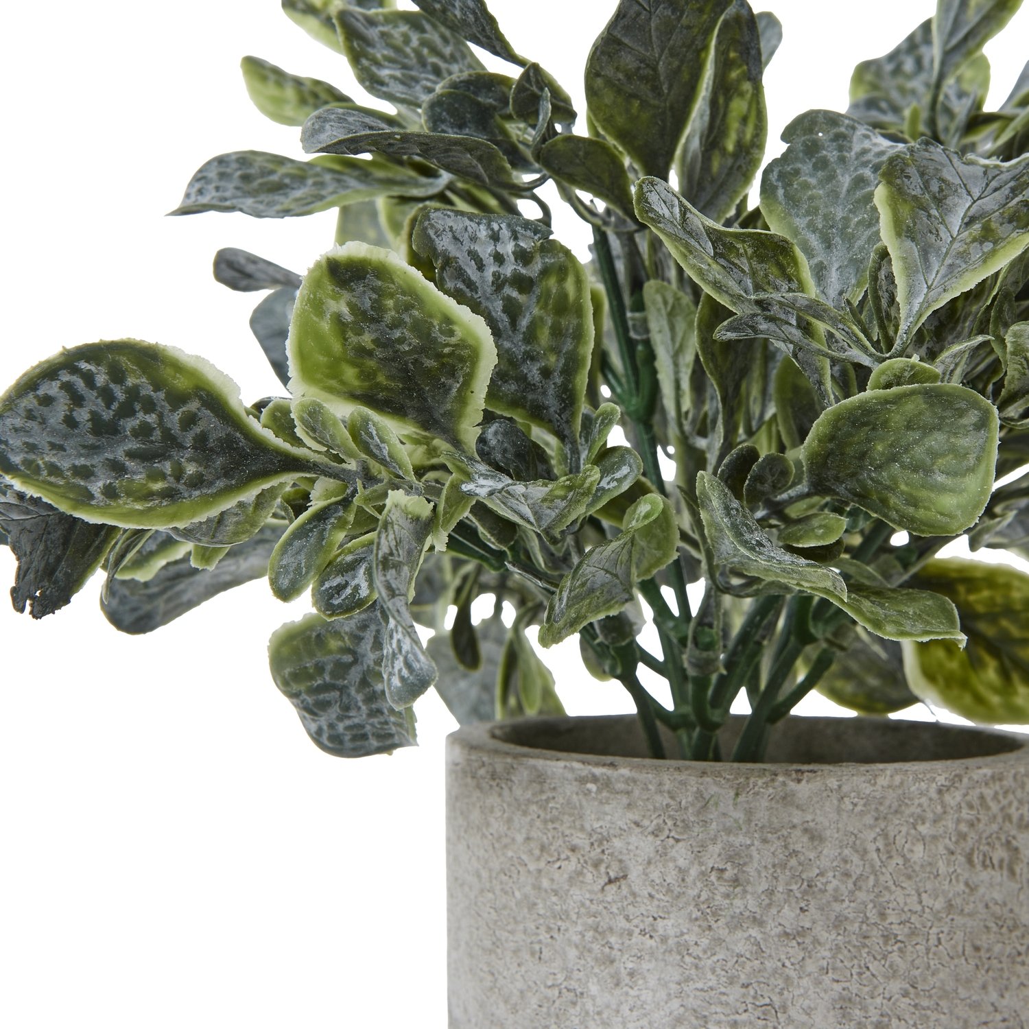 Small Giana Eucalyptus Plant In Grey Pot - Image 2