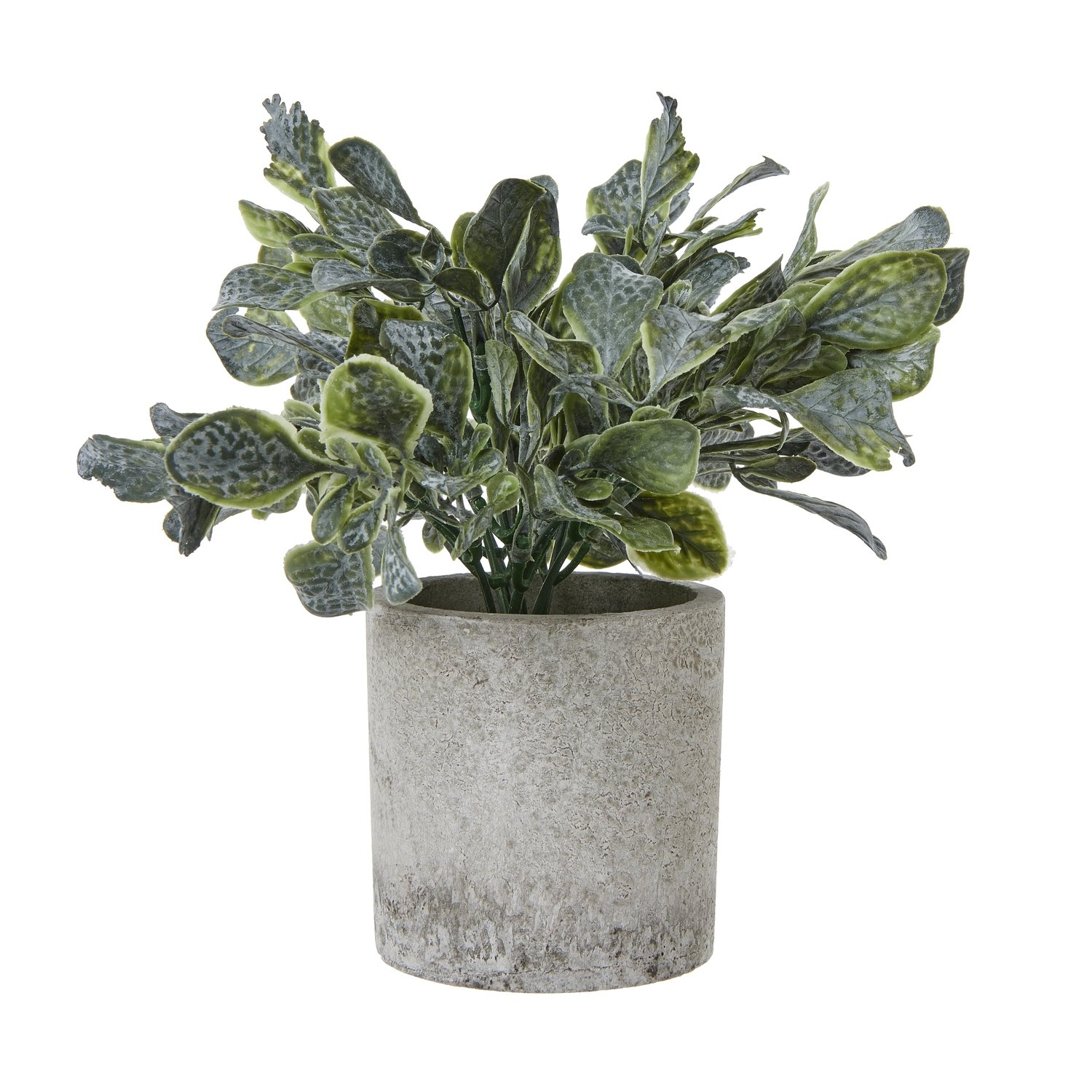 grey small giana eucalyptus plant in grey pot product image