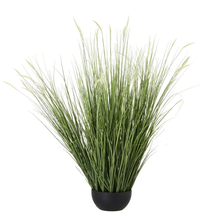 natural large onion grass plant in pot product image