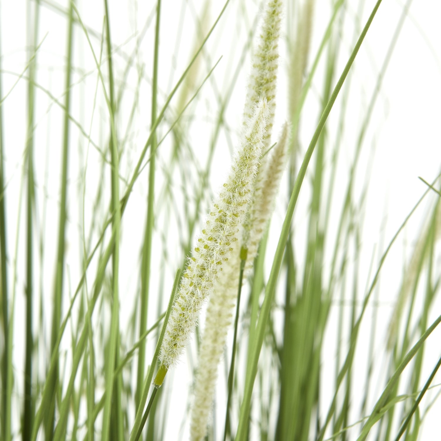 Large Onion Grass Plant In Pot - Image 2